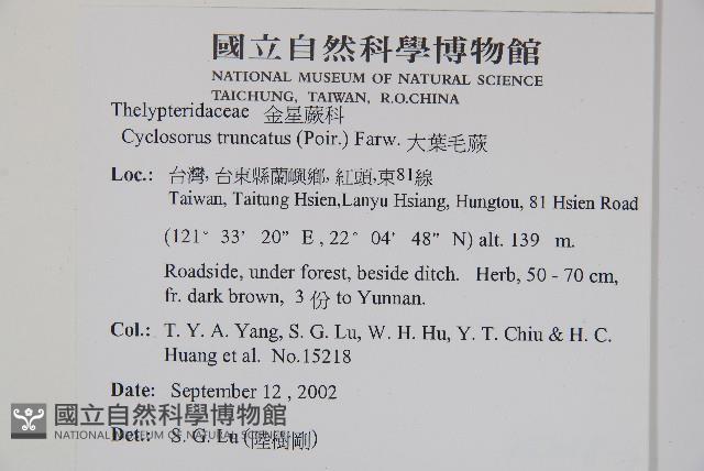 大葉毛蕨藏品圖，第2張