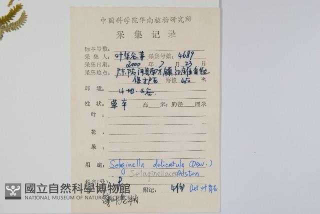 全緣卷柏藏品圖，第2張