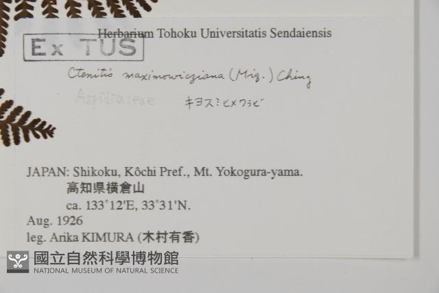 白鱗肋毛蕨藏品圖，第2張