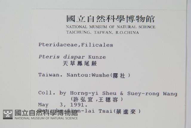 天草鳳尾蕨藏品圖，第2張