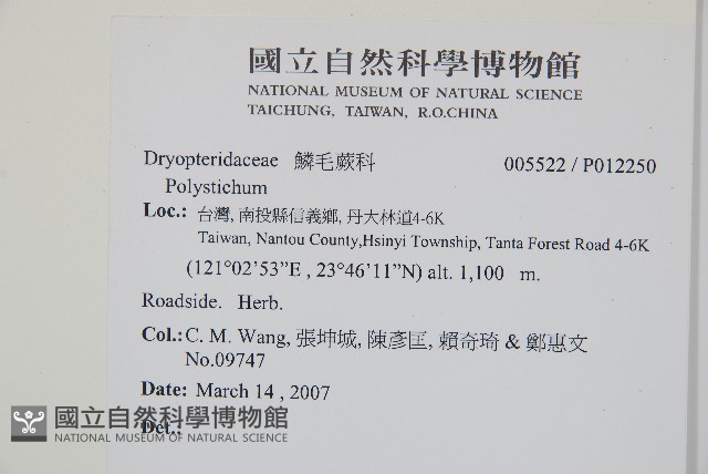 鞭葉耳蕨藏品圖，第2張