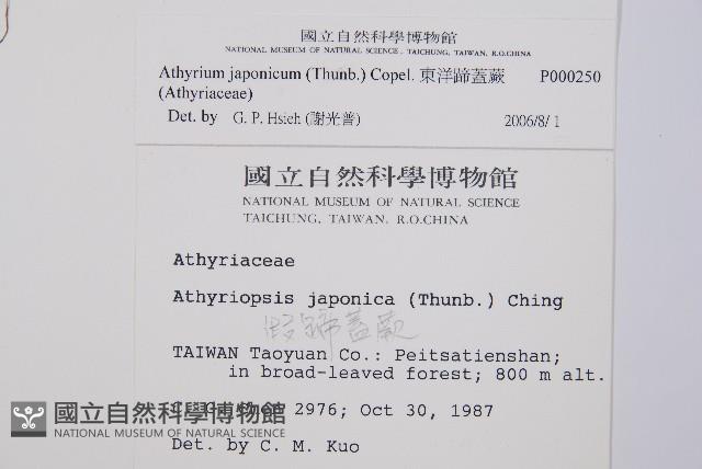 東洋蹄蓋蕨藏品圖，第2張