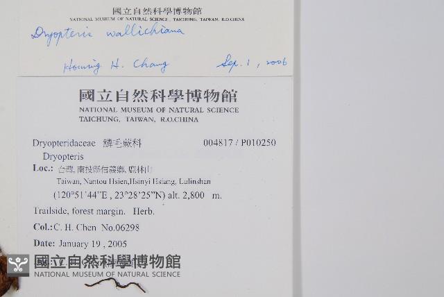 瓦氏鱗毛蕨藏品圖，第2張