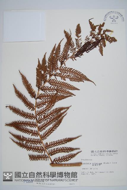 台灣桫欏藏品圖，第4張