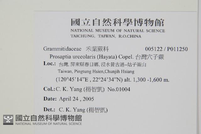 穴子蕨藏品圖，第2張