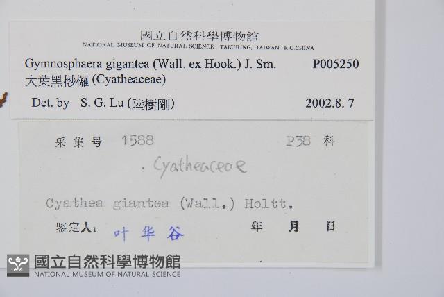 大葉黑桫欏藏品圖，第2張