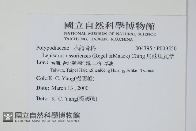 烏蘇里瓦葦藏品圖，第2張