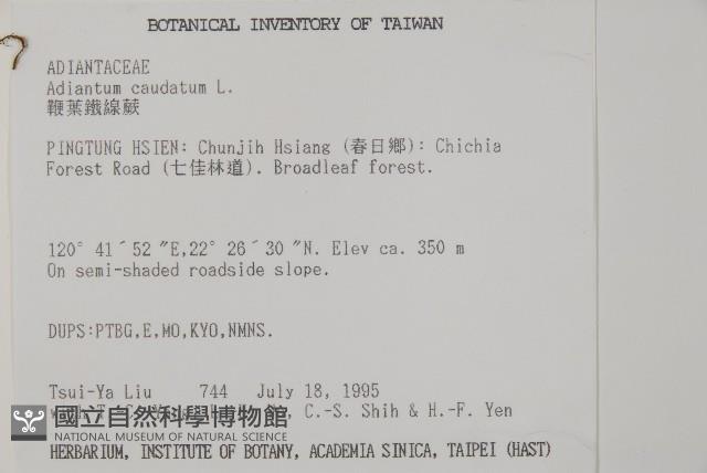 鞭葉鐵線蕨藏品圖，第2張