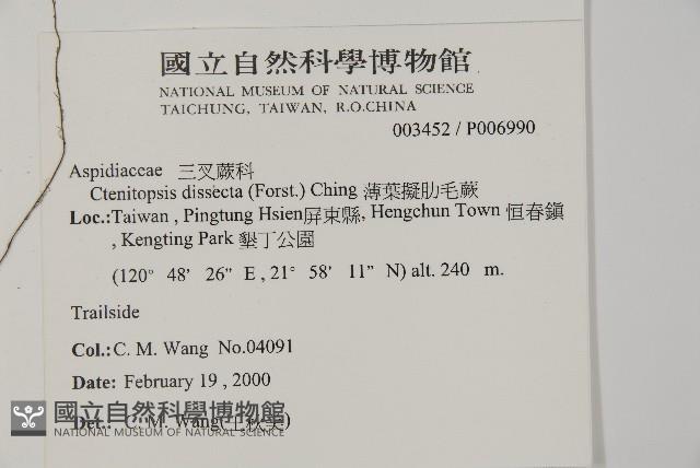 薄葉擬肋毛蕨藏品圖，第2張