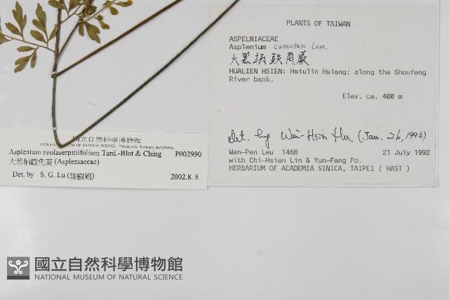 大黑柄鐵角蕨、黃鱗鐵角蕨、大羽鐵角蕨藏品圖，第2張