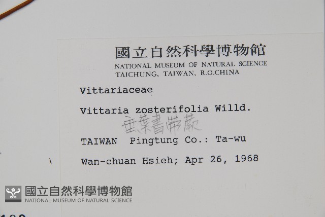 垂葉書帶蕨藏品圖，第2張