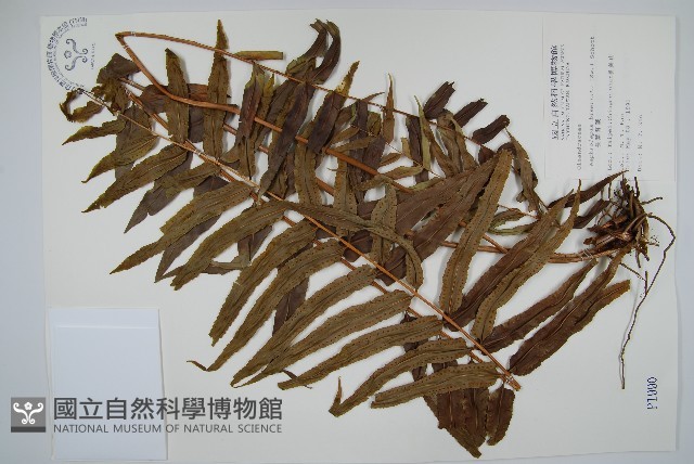 長葉腎蕨藏品圖，第1張