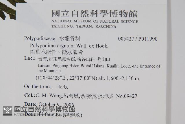 箭葉水龍骨、擬水龍骨藏品圖，第2張