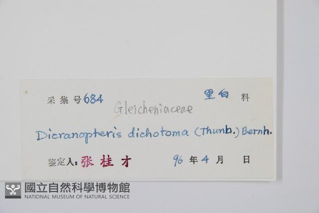 芒萁藏品圖，第2張