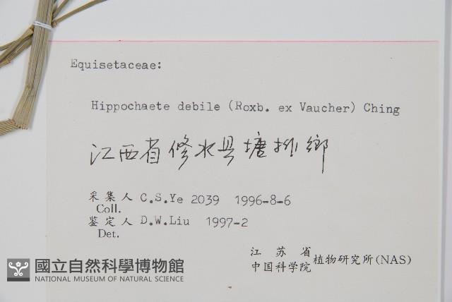 芼管草藏品圖，第2張