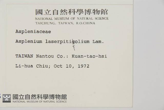 大羽鐵角蕨藏品圖，第2張