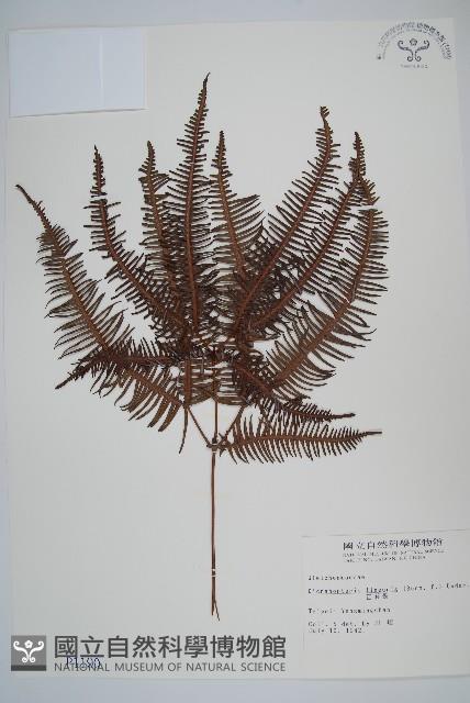 芒萁藏品圖，第1張