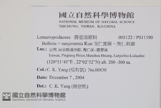 南仁實蕨、南仁刺蕨藏品圖，第2張