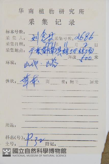 隱脈細柄雙蓋蕨藏品圖，第2張