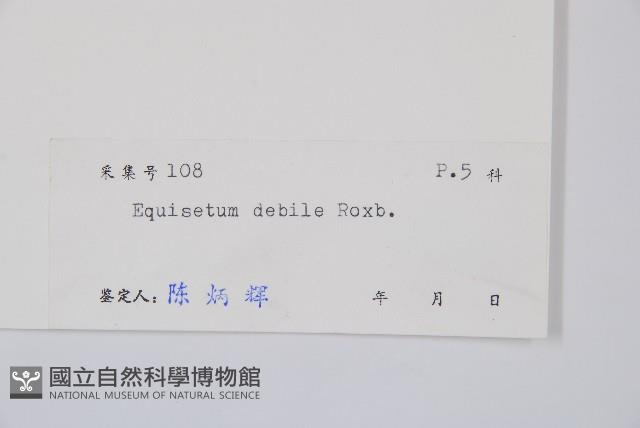 芼管草藏品圖，第2張