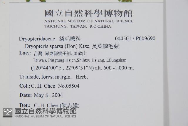 長葉鱗毛蕨藏品圖，第2張