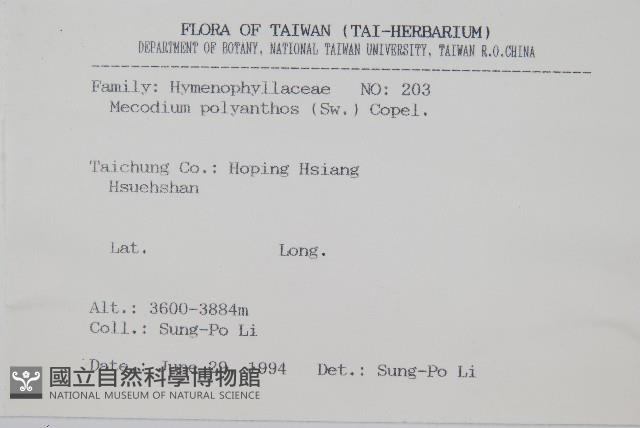 細葉蕗蕨藏品圖，第2張