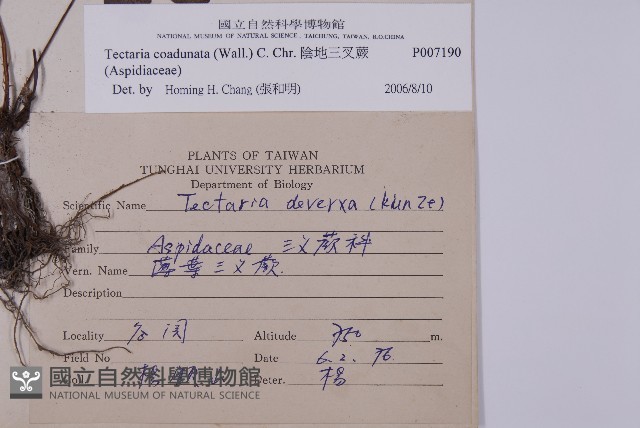 陰地三叉蕨藏品圖，第2張