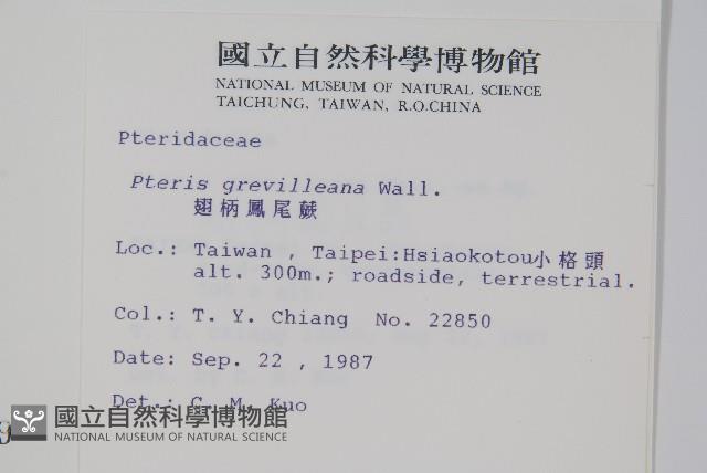 翅柄鳳尾蕨藏品圖，第2張