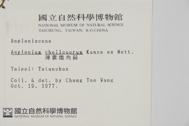 薄葉孔雀鐵角蕨、邊孢鐵角蕨藏品圖，第2張