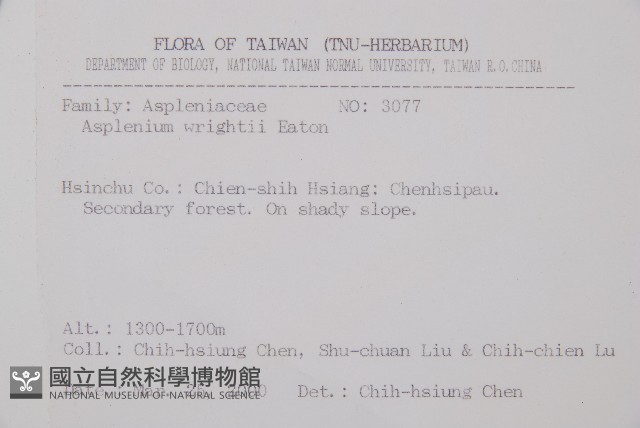 萊氏鐵角蕨藏品圖，第5張