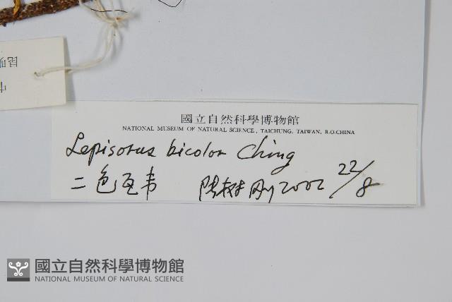 兩色瓦葦藏品圖，第2張