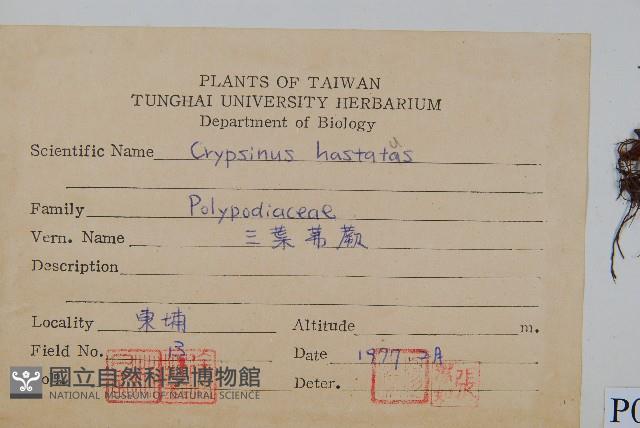 三葉茀蕨藏品圖，第2張