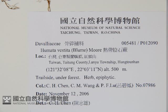 熱帶陰石蕨藏品圖，第2張