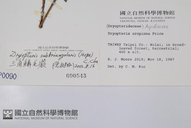 紅苞鱗毛蕨藏品圖，第2張