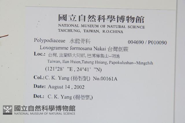 台灣劍蕨藏品圖，第2張