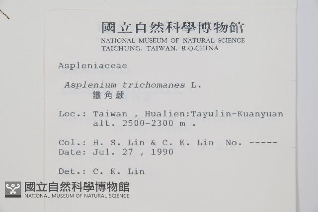 鐵角蕨藏品圖，第2張