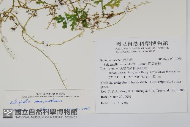 密葉卷柏藏品圖，第2張