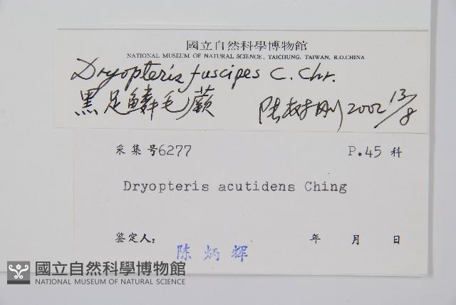 黑足鱗毛蕨藏品圖，第2張