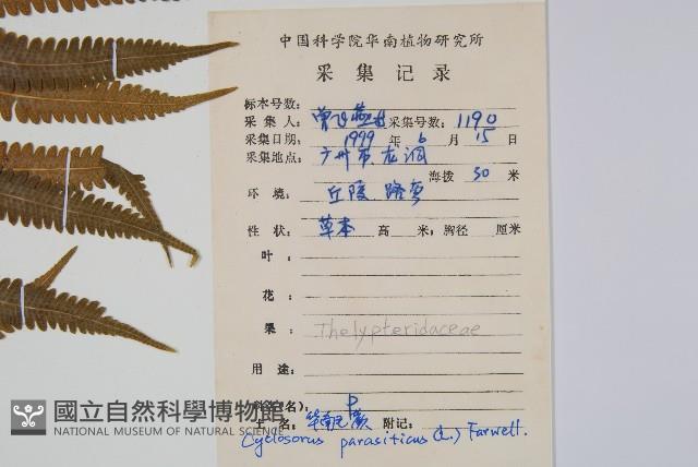 密毛毛蕨藏品圖，第2張