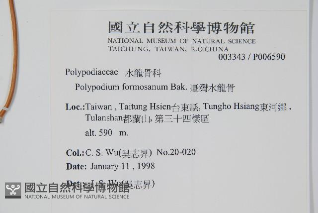 臺灣水龍骨藏品圖，第2張