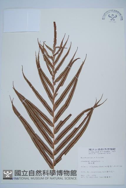 烏毛蕨藏品圖，第4張