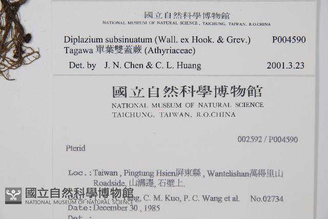 單葉雙蓋蕨藏品圖，第2張