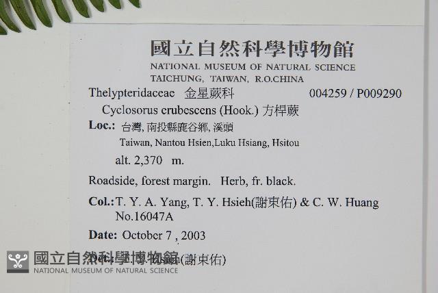 方桿蕨藏品圖，第2張