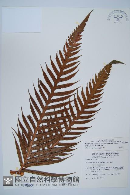 臺灣狗脊蕨藏品圖，第1張