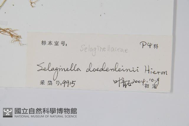 生根卷柏藏品圖，第2張