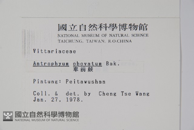車前蕨藏品圖，第2張