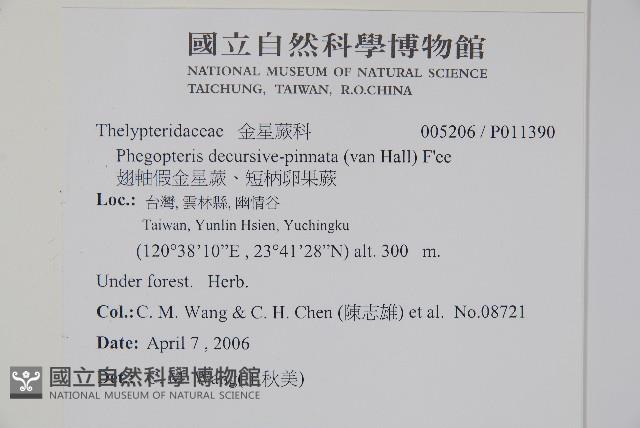 翅軸假金星蕨、短柄卵果蕨藏品圖，第2張