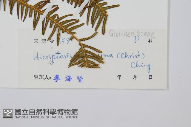 光裏白藏品圖，第2張