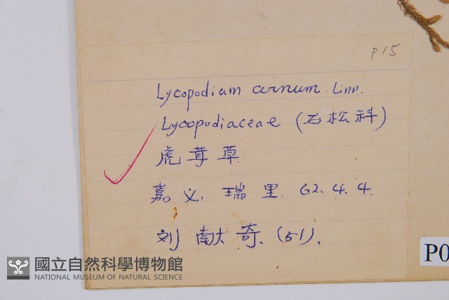 過山龍藏品圖，第2張