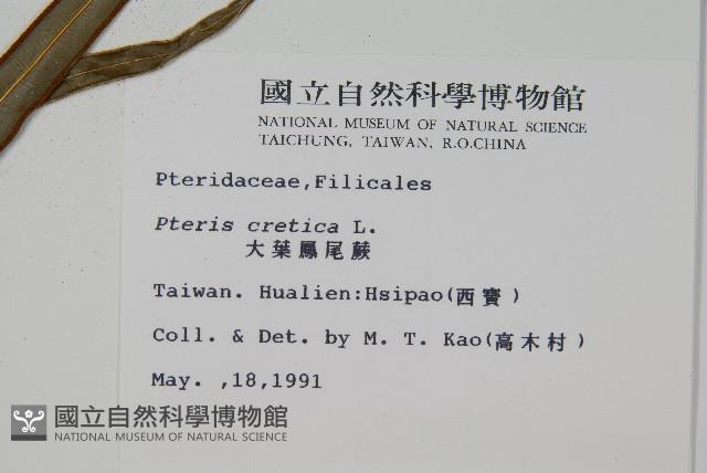 大葉鳳尾蕨藏品圖，第2張